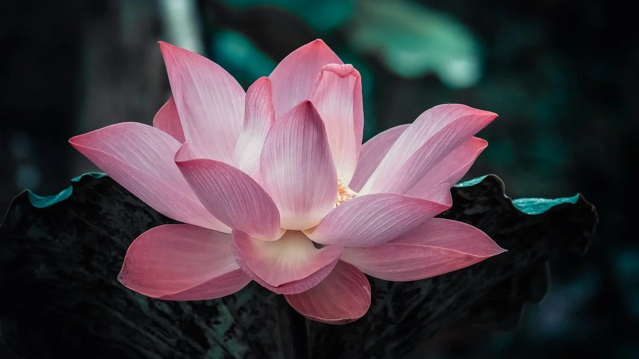 vipassana meditation retreat | vipassana course