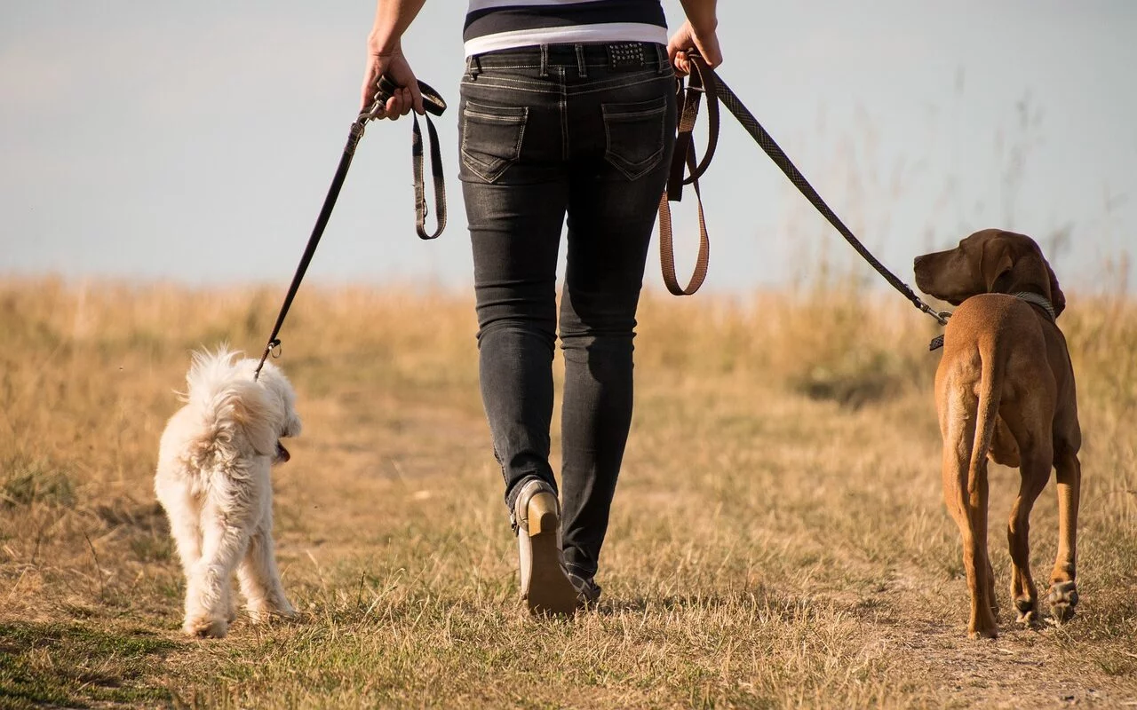 dog, walk, animal-3601383.jpg