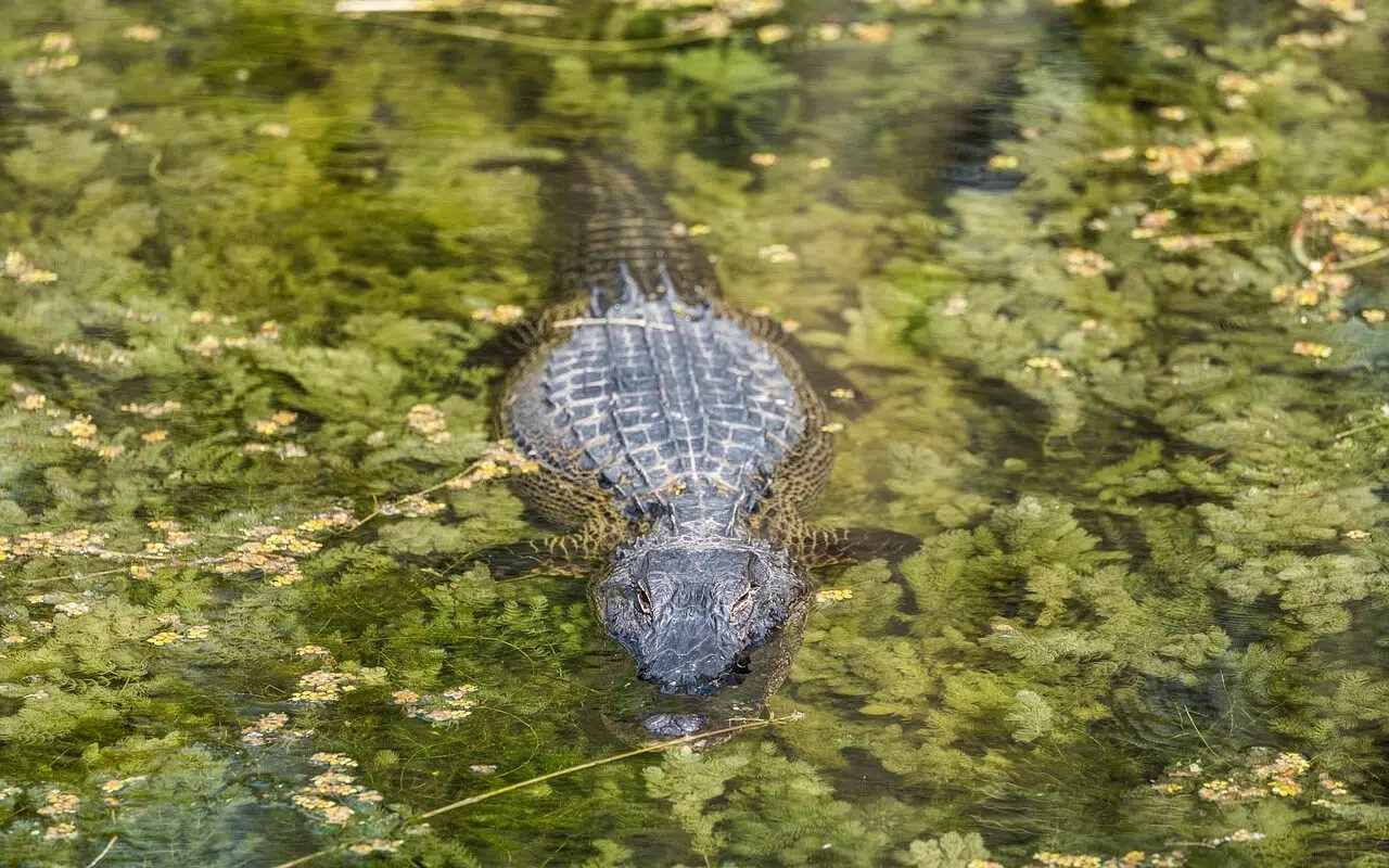 crocodile-alligator-reptile-5682212 | crocodile, alligator, reptile-5682212.jpg