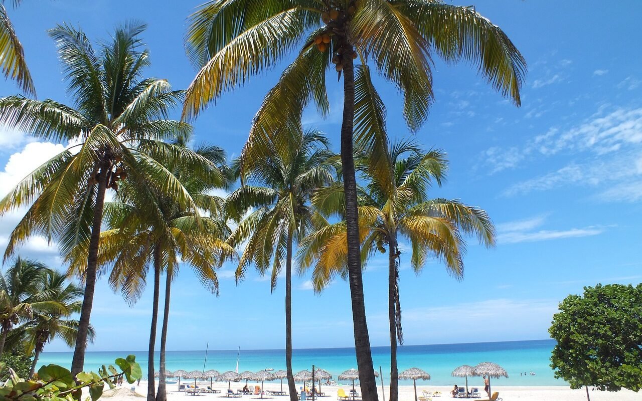 palm trees, beach, sand-620732.jpg