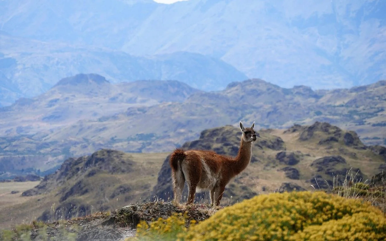 mountains, llama, alpaca-5730550.jpg