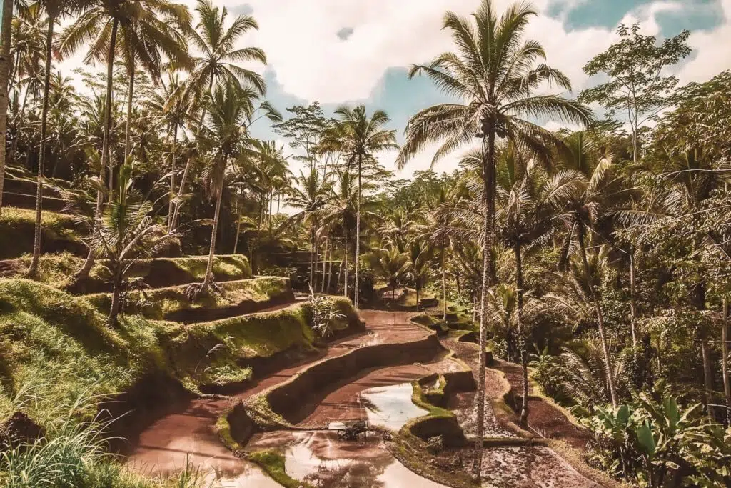 blog post about a digital nomad guide to bali