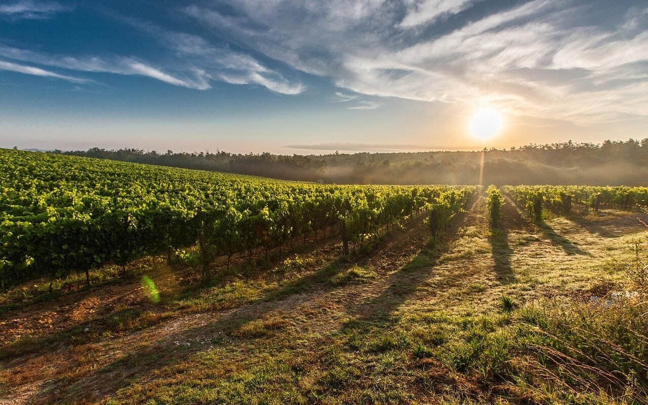 vineyard, sunrise, sun-428041.jpg