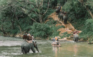 trip to thailand - elephants